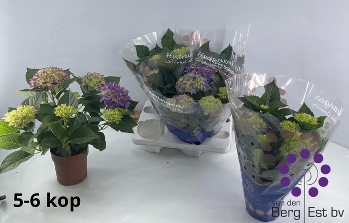 <h4>HYDR M HI OCEAN</h4>