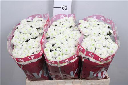 <h4>Chr S Aaa Poppy</h4>