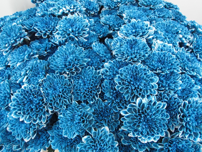 <h4>Chr T Altaj Ocean Blue</h4>