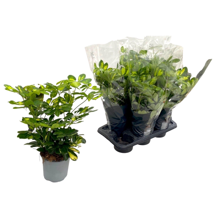 <h4>SCHEF AR GOLD CAPELL</h4>