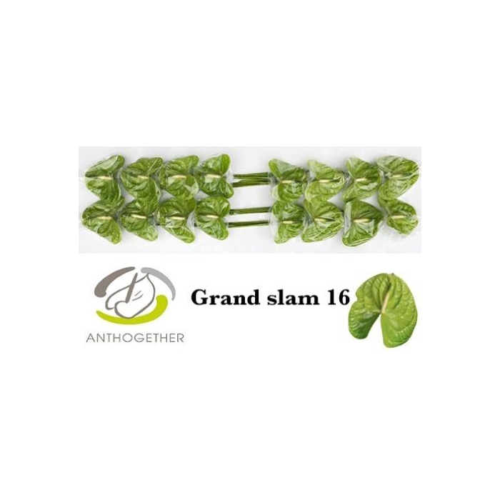 <h4>Anth A Grand Slam</h4>