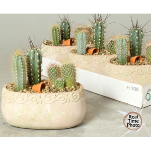 ARR CACTUS