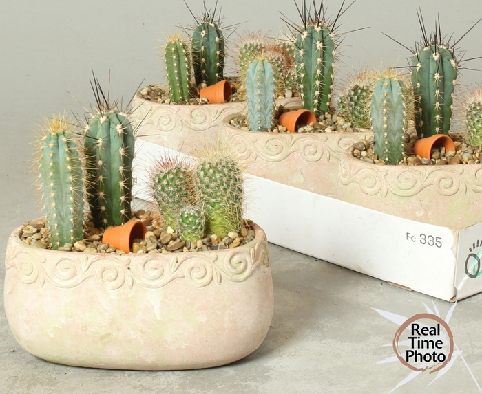 <h4>ARR CACTUS</h4>