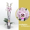 Phalaenopsis grootbloemig 2 tak 2-kleurig Expression