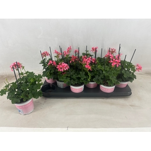 PEL PELT BALKON ROSE