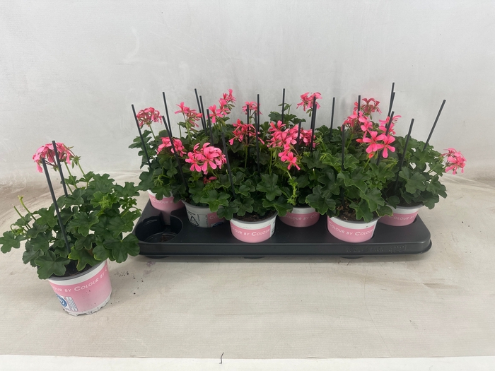 <h4>PEL PELT BALKON ROSE</h4>