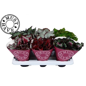 Bladbegonia Rex Special Mix MUST HAVE