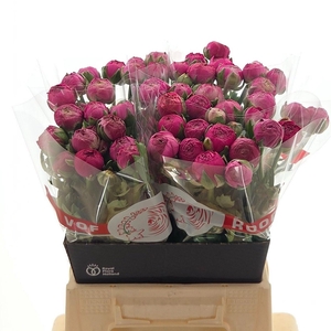 Ran Aazur Deep Rose