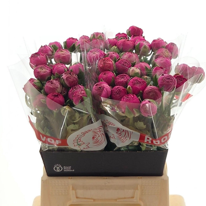 <h4>Ran Aazur Deep Rose</h4>