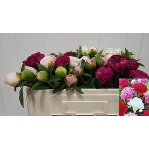 PAEONIA OVERIG