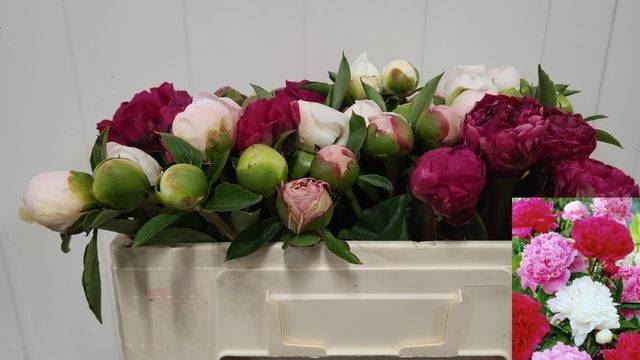 <h4>PAEONIA OVERIG</h4>