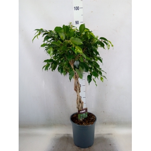 Ficus benja. 'Danielle'