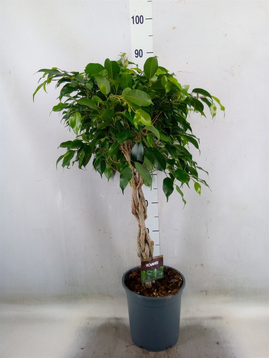<h4>Ficus benja. 'Danielle'</h4>