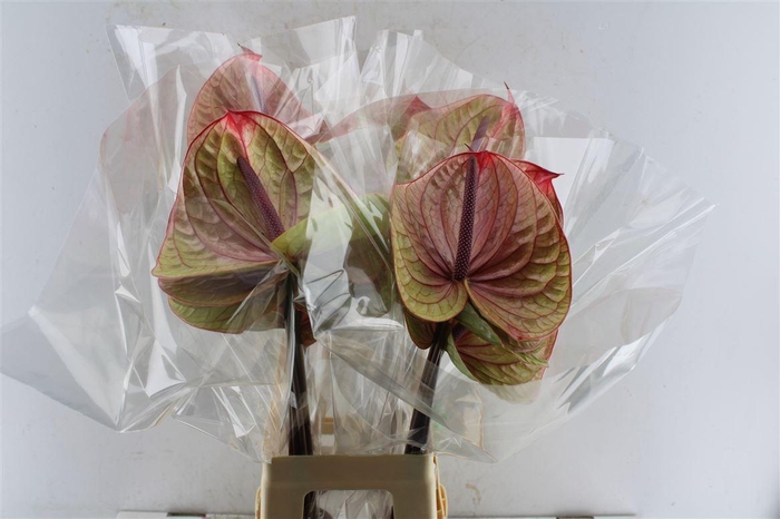 <h4>Anth A Tequila</h4>