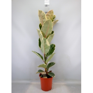 Ficus elastica 'Tineke'