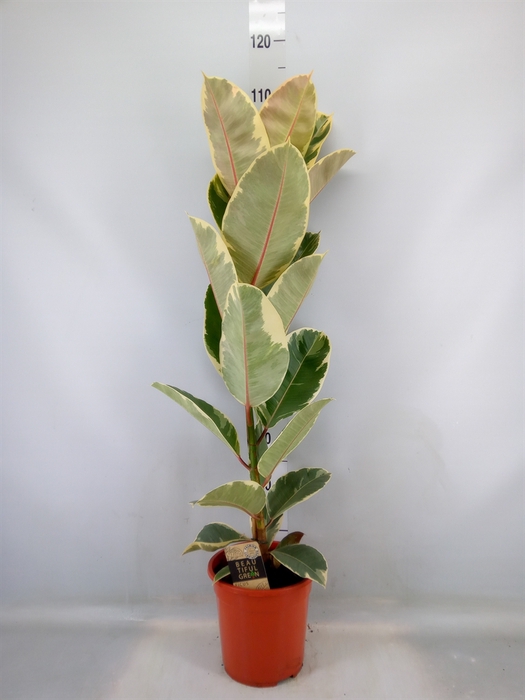 <h4>Ficus elastica 'Tineke'</h4>