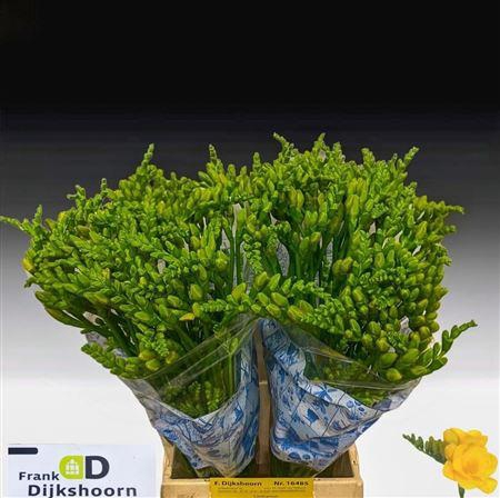 <h4>Fr Du Soleil</h4>