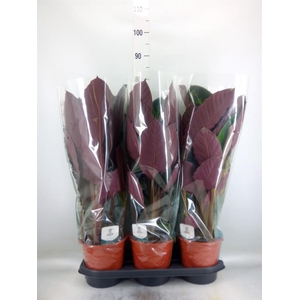 Calathea warscewiczii