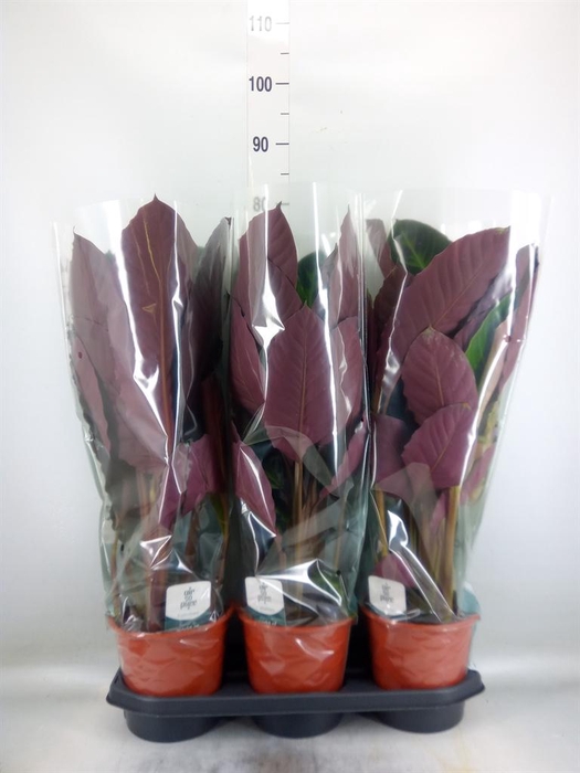 <h4>Calathea warscewiczii</h4>