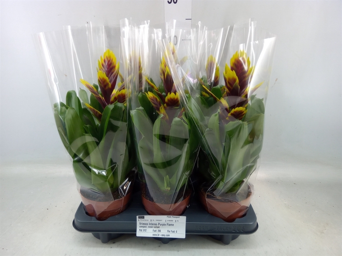 <h4>Vriesea  'Intenso Purple Flame'</h4>