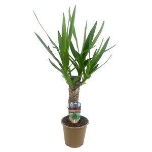 Yucca elephantipes 25cm