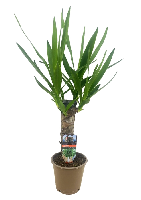 <h4>Yucca elephantipes 25cm</h4>