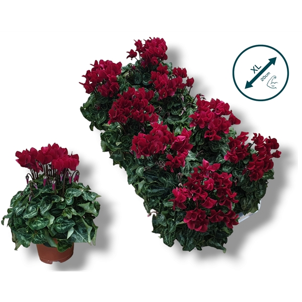 <h4>Cyclaam-WIJNROOD</h4>