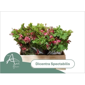 DICENTRA SPECTABILIS