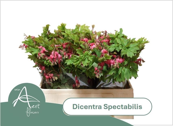 <h4>DICENTRA SPECTABILIS</h4>