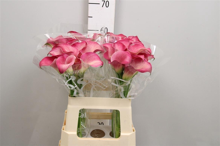 <h4>Zant Capt Romance</h4>