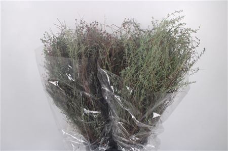 <h4>Thym Per Bunch 300 Gram</h4>