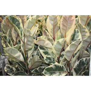 FICUS ELASTICA TINEKE P23 MIN 3 HT