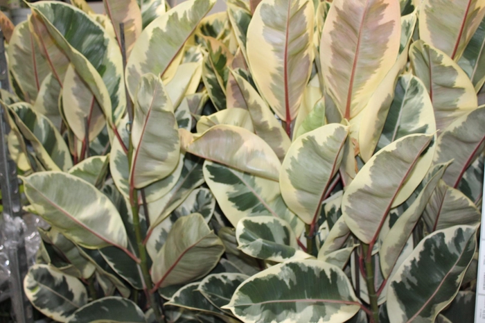 <h4>FICUS ELASTICA TINEKE P23 MIN 3 HT</h4>