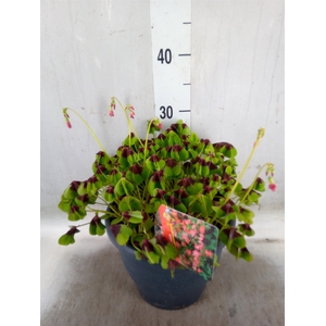 Oxalis tetraphylla 'Iron Cross'