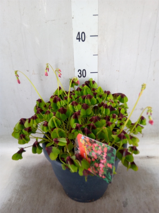 <h4>Oxalis tetraphylla 'Iron Cross'</h4>