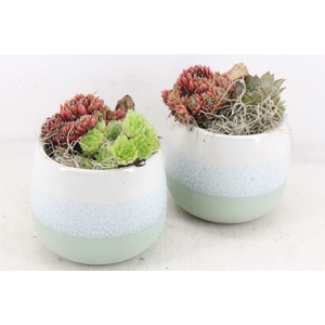 arr4 Semp JS - Ker. pot 3color 338/4
