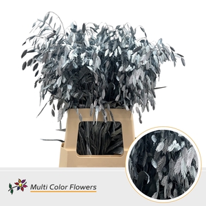 Chasmanthium Metallic Blauw Licht