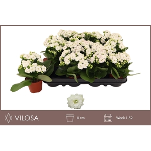 KAL GE WHITES WHITE