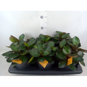 Peperomia clusiifolia 'Red Margin'
