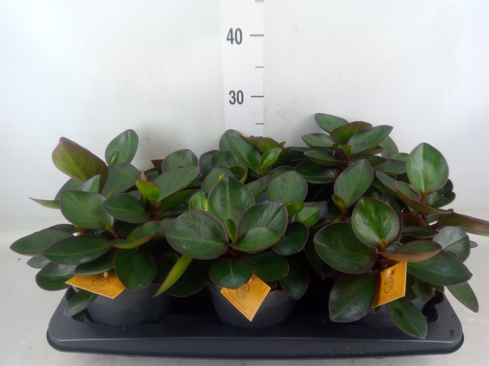 <h4>Peperomia clusiifolia 'Red Margin'</h4>