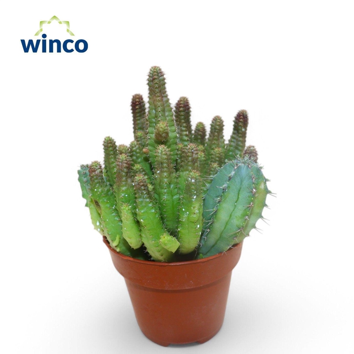 <h4>Euphorbia Lugardiae</h4>