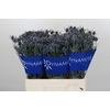 Eryngium Blue Dynamite