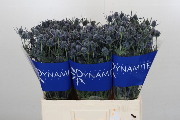 Eryngium Blue Dynamite