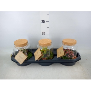 Arr.   Kamerplant Groen H%