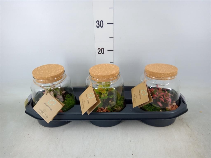 <h4>Arr.   Kamerplant Groen H%</h4>