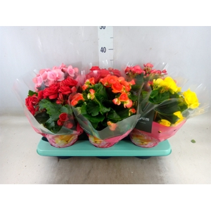 Begonia elat. DU   ...mix