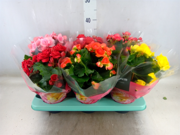 <h4>Begonia elat. DU   ...mix</h4>