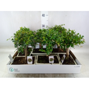 Bonsai   ...mix