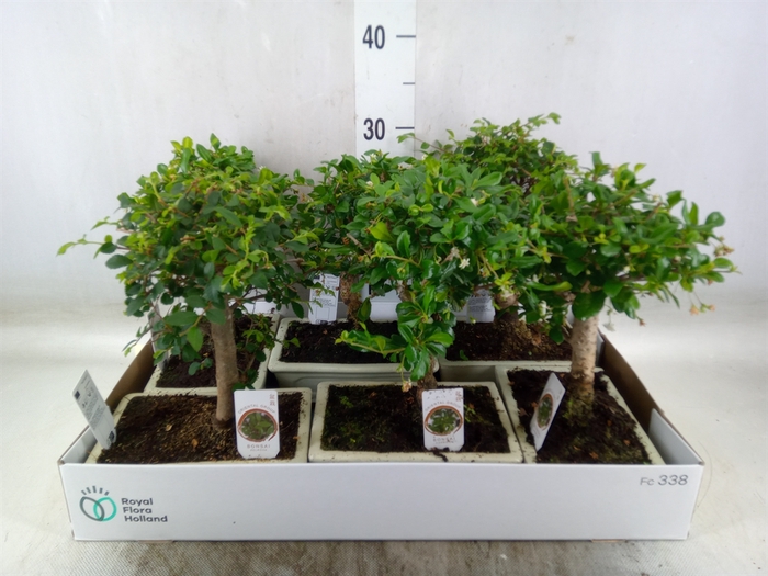 <h4>Bonsai   ...mix</h4>