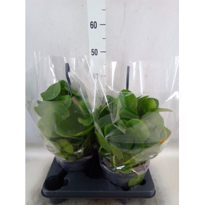 Pilea peperomoides